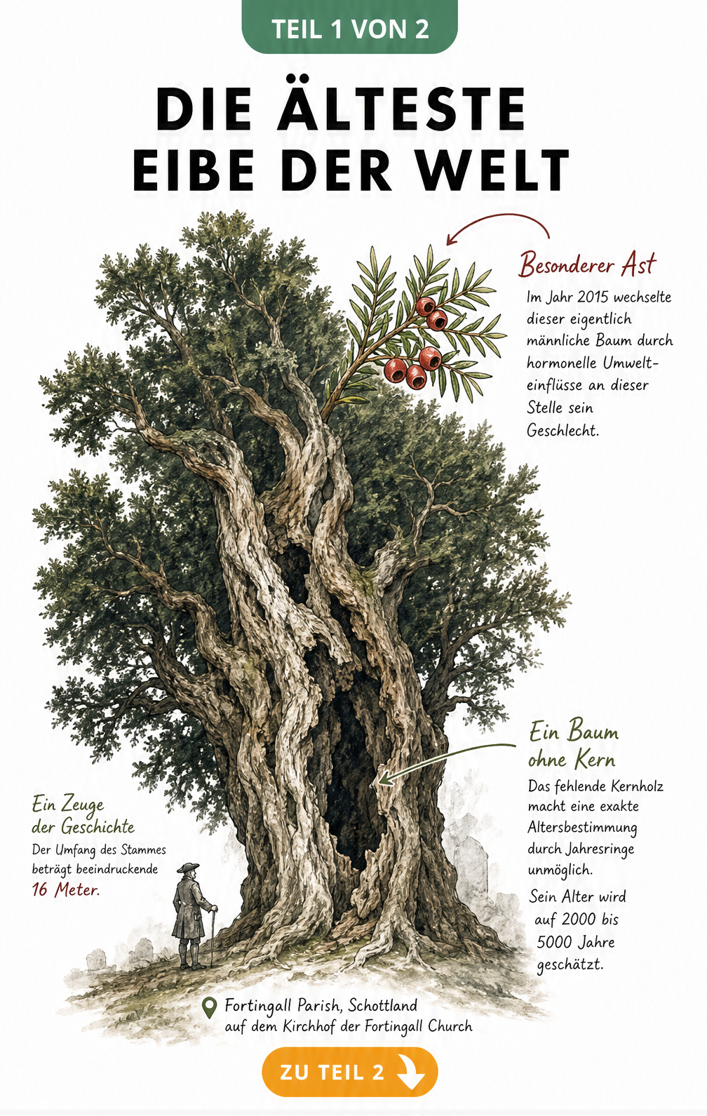 Botanische Illustration der Fortingall Yew mit hohlem Stamm und rotem Ast mit Eibenfrüchten