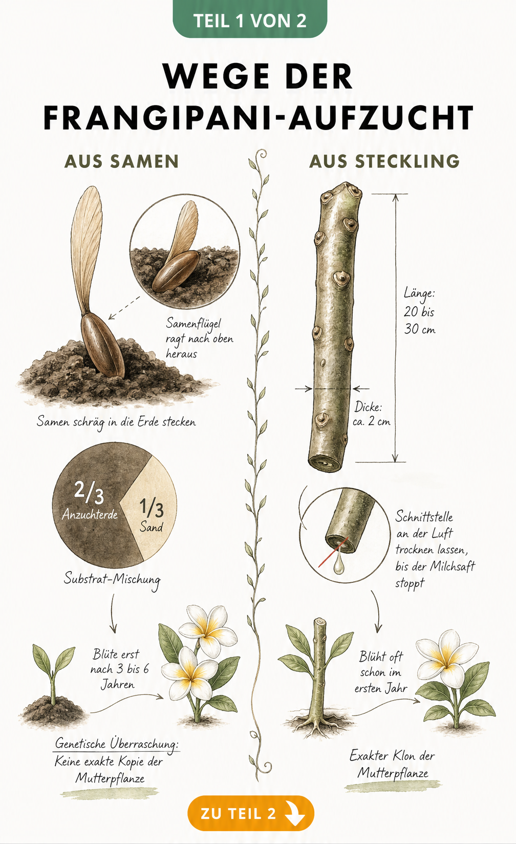 Botanische Illustration der Frangipani-Aufzucht, die den Unterschied zwischen Samen- und Stecklingsvermehrung zeigt