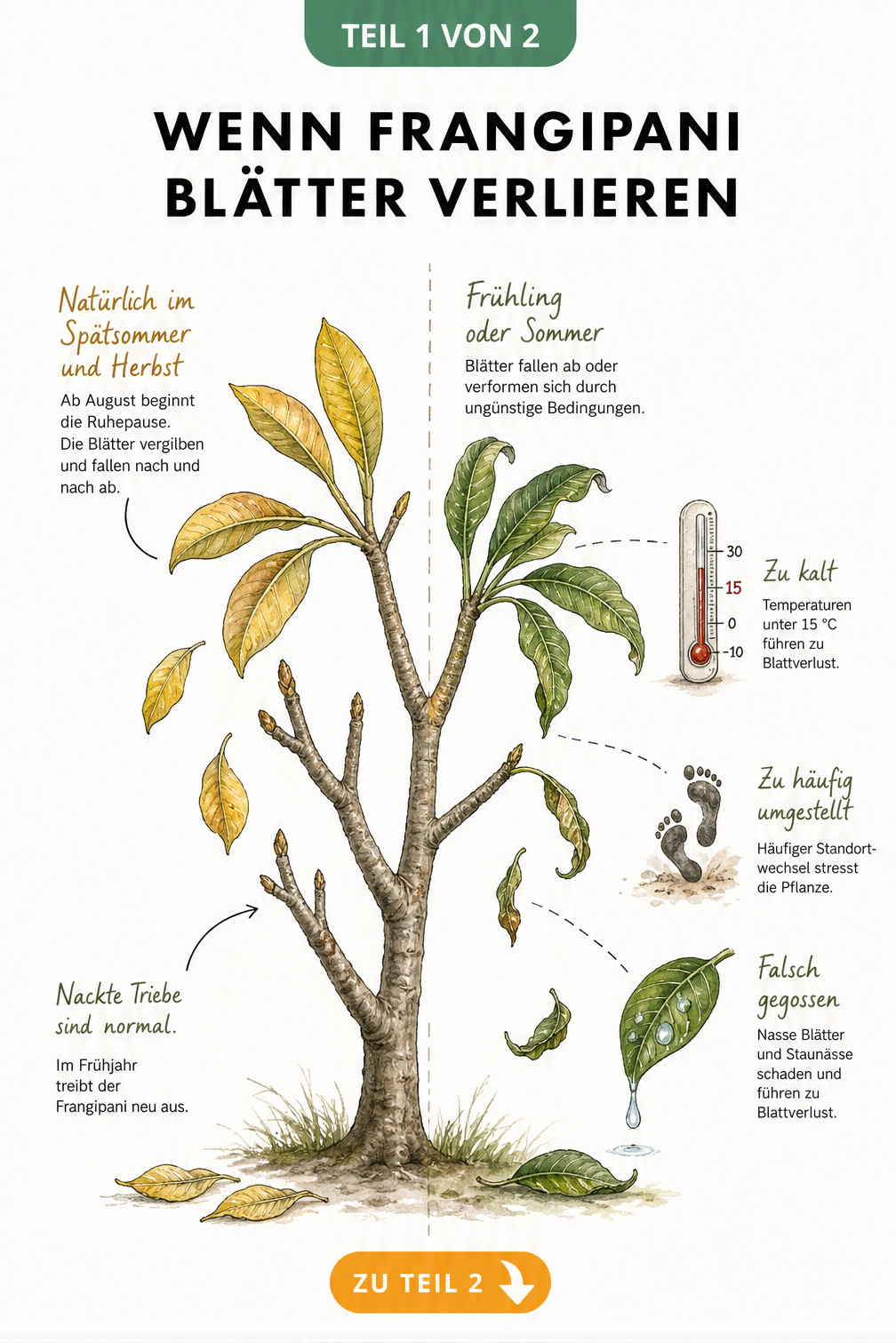Botanische Illustration eines Frangipani-Zweigs, der im Herbst gelbe Blätter verliert und im Frühling durch Kälte, Standortwechsel oder falsches Gießen grüne...