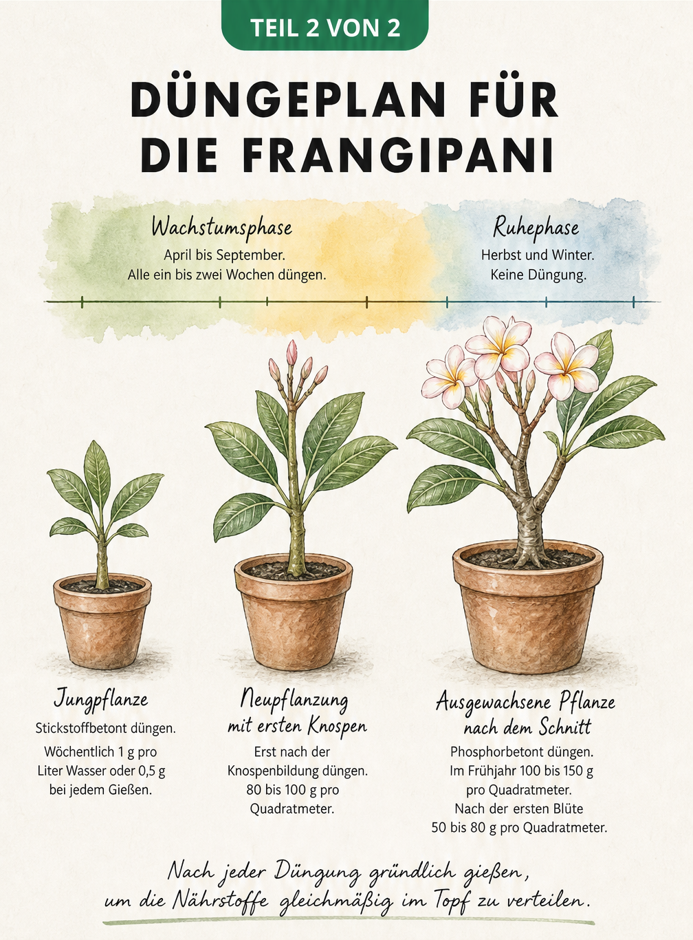 Handgemalte Zeitleiste zum Düngeplan einer Frangipani im Jahresverlauf mit Dosierungsempfehlungen