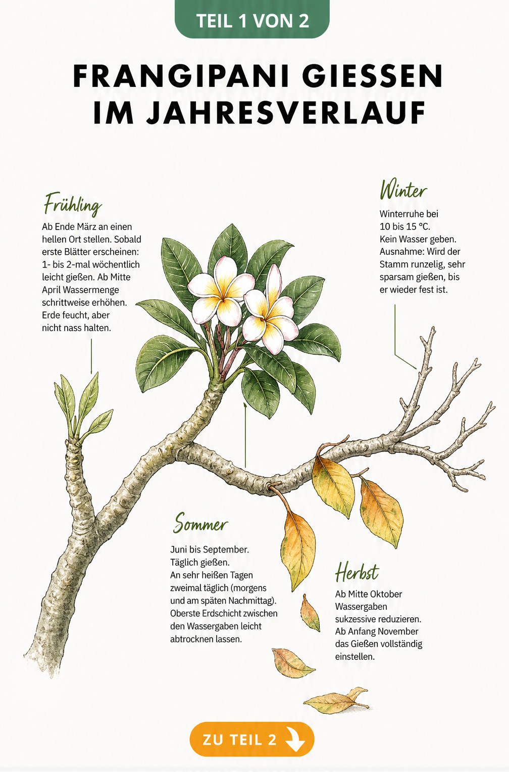 Illustration eines Frangipani-Astes im Jahresverlauf mit Gießhinweisen für Frühling, Sommer, Herbst und Winter