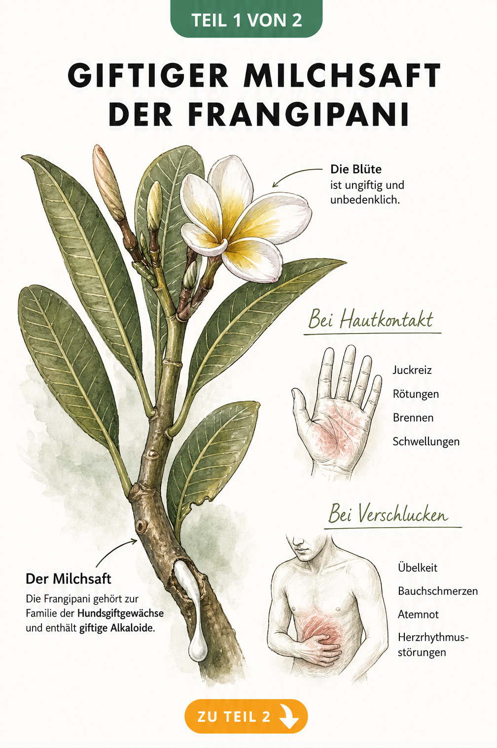 Botanische Illustration eines Frangipani-Zweigs mit austretendem giftigen Milchsaft und anatomischen Skizzen zu Vergiftungssymptomen.
