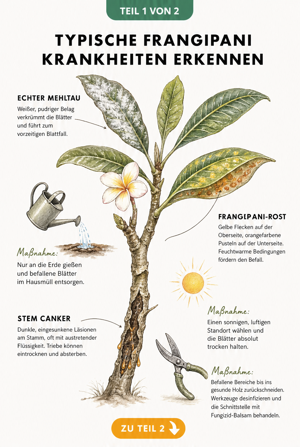Illustration von Frangipani-Krankheiten wie Echter Mehltau, Rost und Stem Canker mit Behandlungstipps