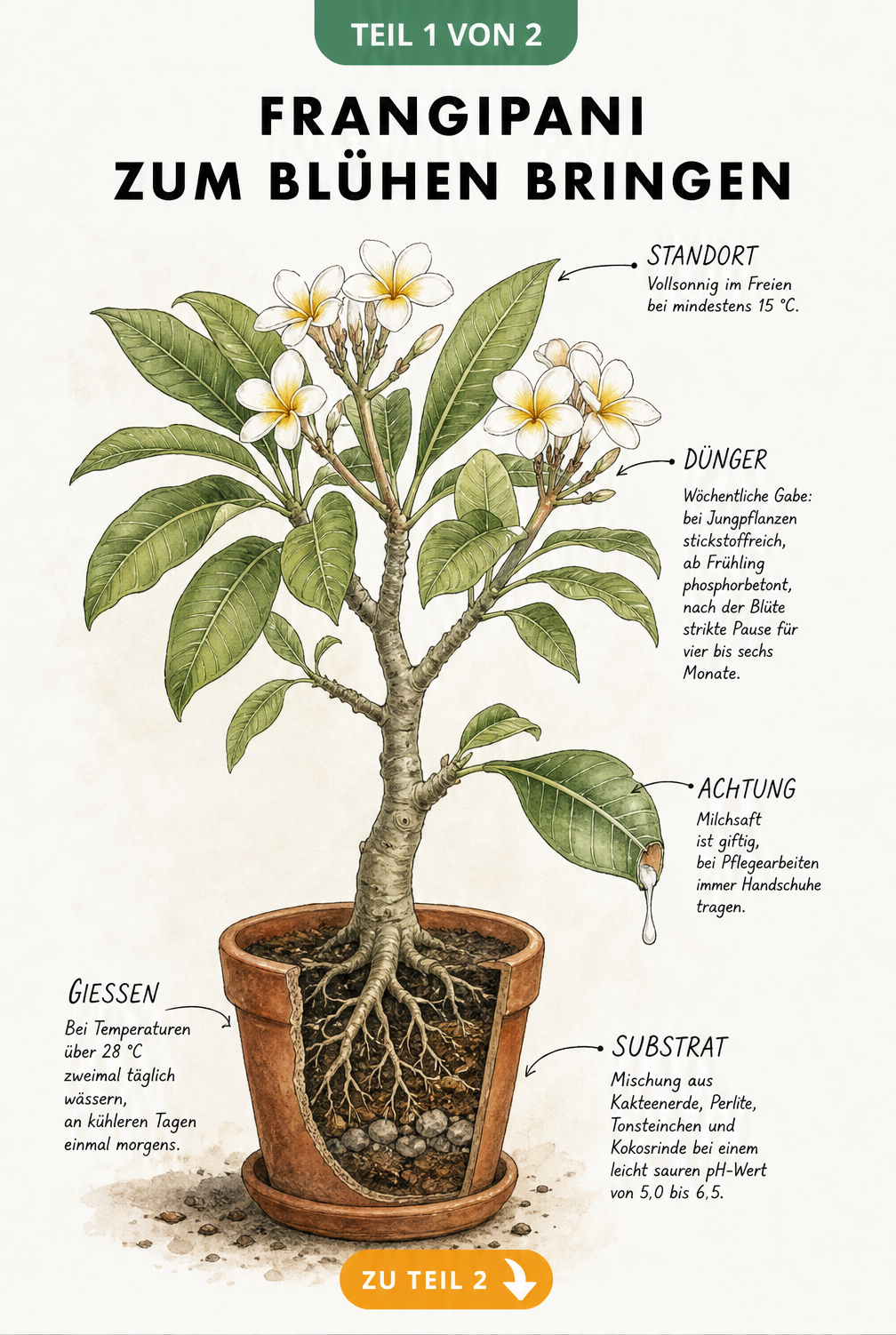 Botanische Illustration einer blühenden Frangipani im Terrakotta-Topf mit Pflegehinweisen zu Standort, Dünger, Giftigkeit und Gießen.
