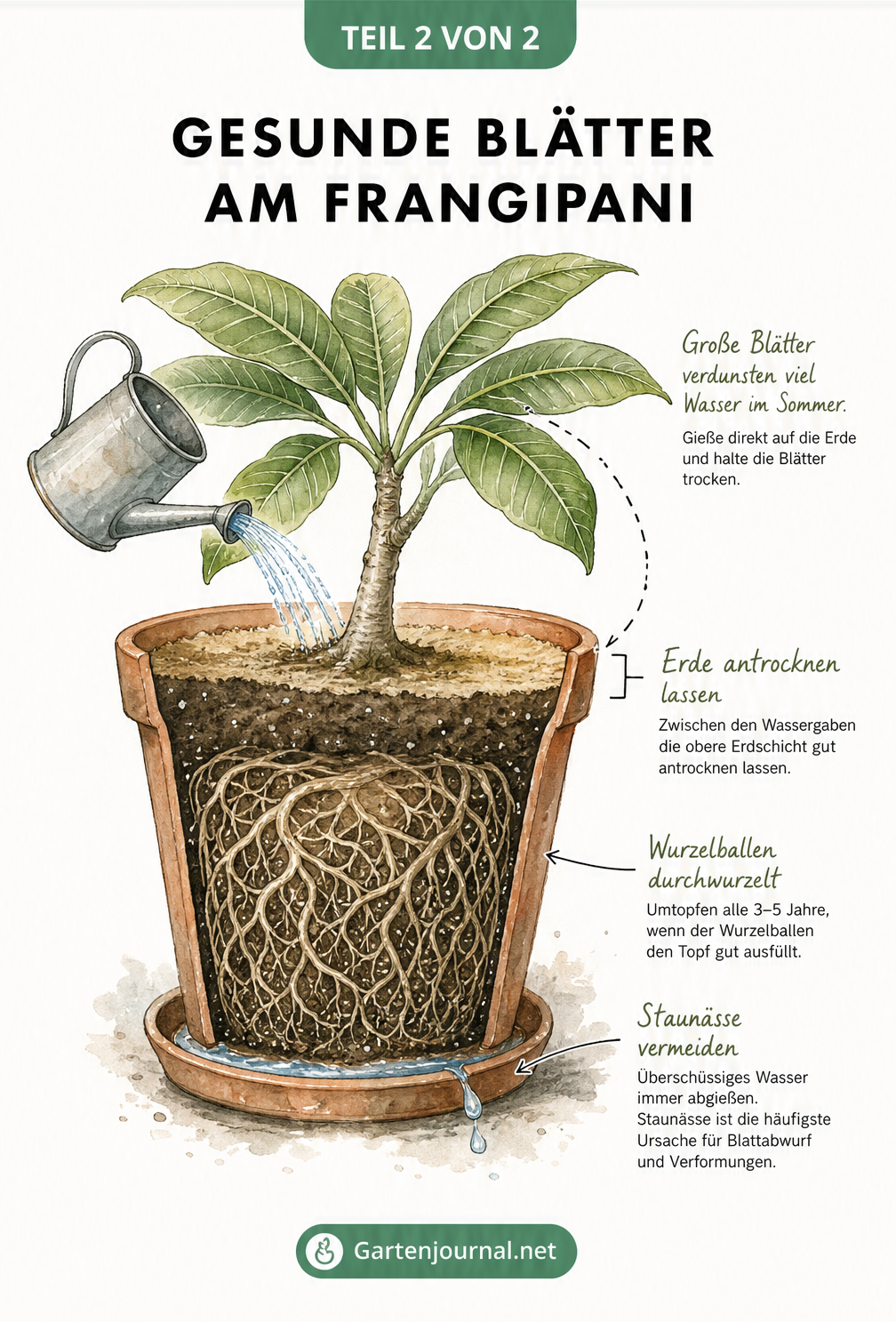 Querschnitt eines Frangipani im Topf, der richtiges Gießen, das Antrocknen der Erde und einen gesunden Wurzelballen ohne Staunässe zeigt.
