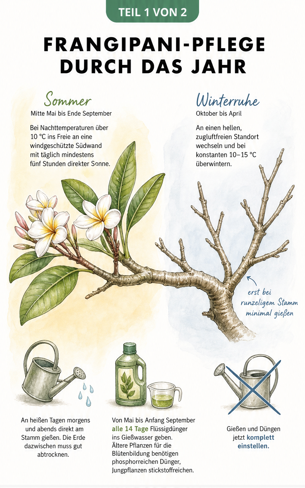 Illustration eines Frangipani-Astes, der die Pflege im Sommer mit Blüten und im Winter kahl zeigt