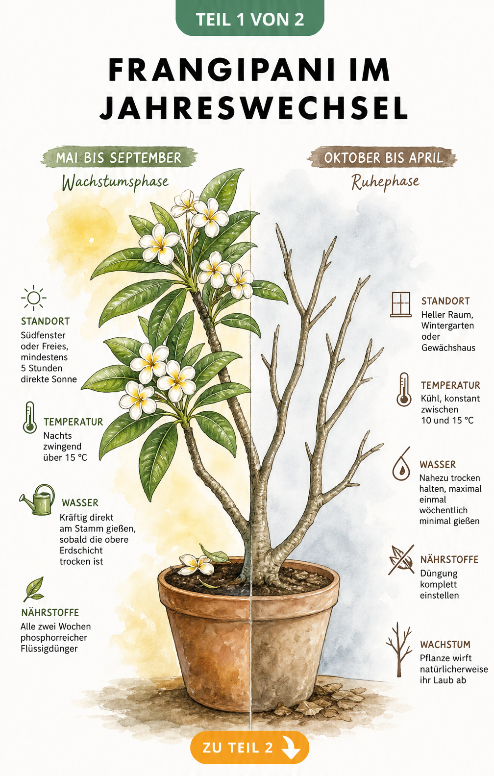 Illustration einer Frangipani-Pflanze im Sommer mit grünen Blättern und Blüten sowie im Winter ohne Laub mit Pflegetipps