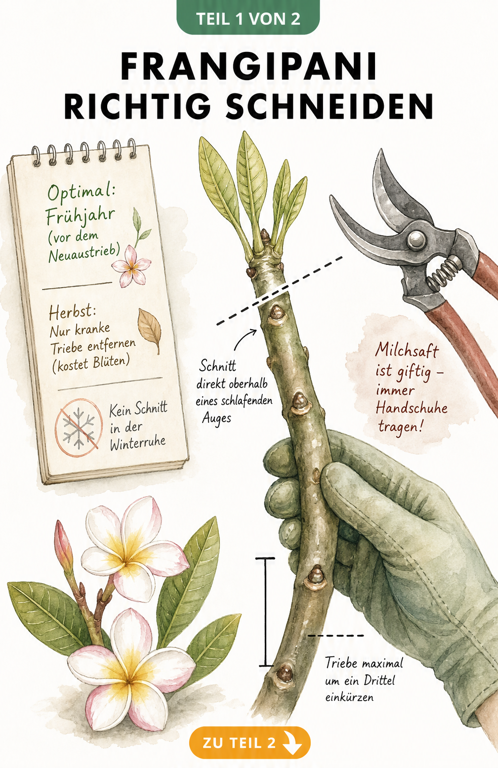 Illustration eines Frangipani-Astes mit Schnittführung über einem schlafenden Auge und Hinweisen zum Rückschnitt