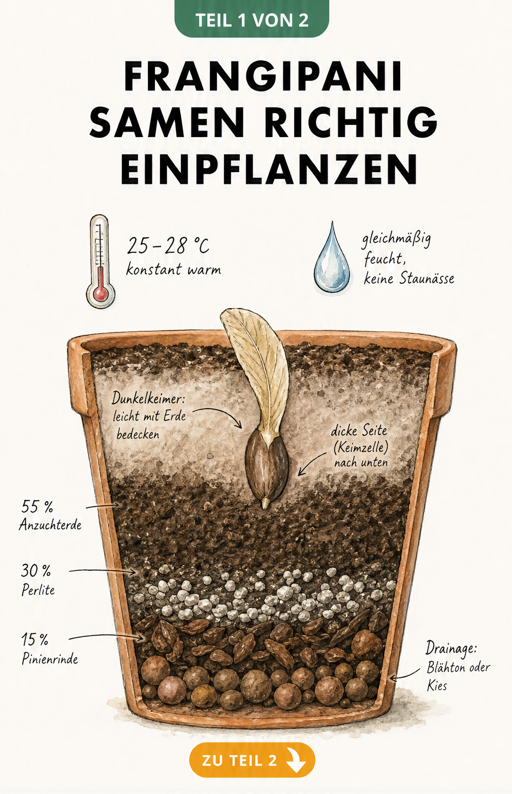 Querschnitt eines Pflanztopfes mit Frangipani-Samen, Drainageschicht und Anzuchtsubstrat