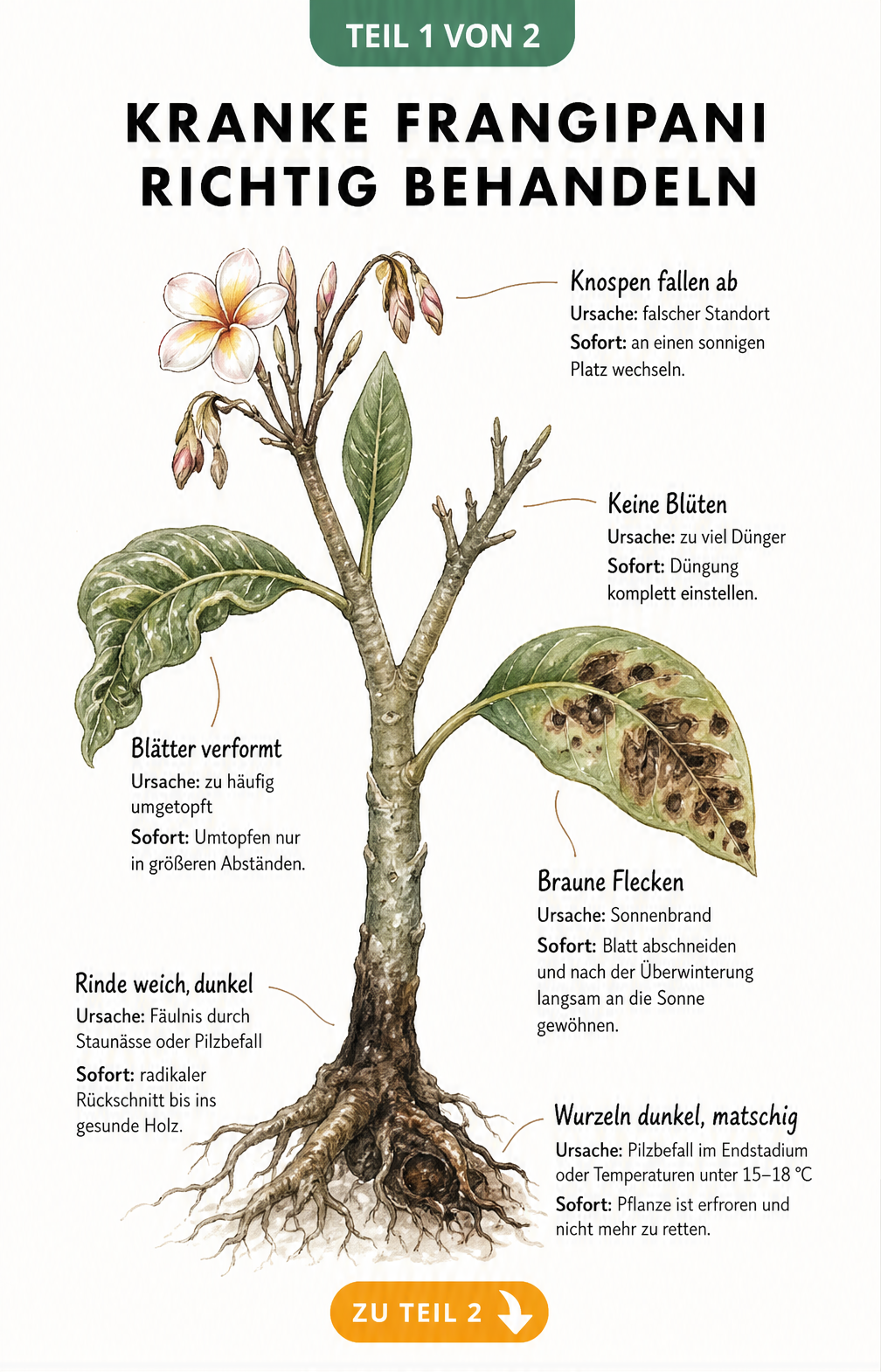 Botanische Illustration einer Frangipani mit verschiedenen Schadbildern wie abfallenden Knospen, deformierten Blättern und Fäulnis am Stamm