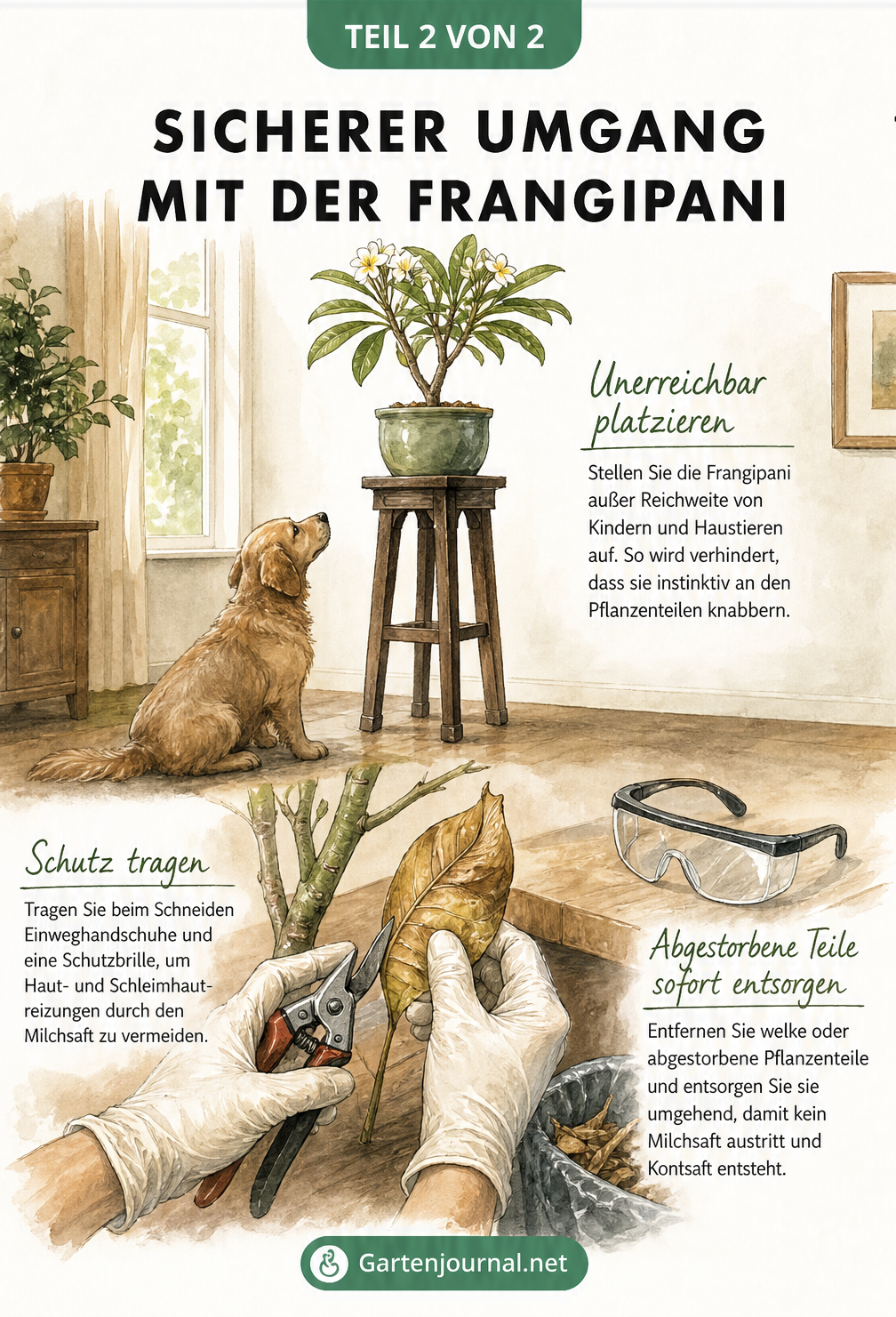 Illustration zum sicheren Umgang mit der Frangipani: Pflanze außer Reichweite von Haustieren und Pflege mit Schutzhandschuhen.