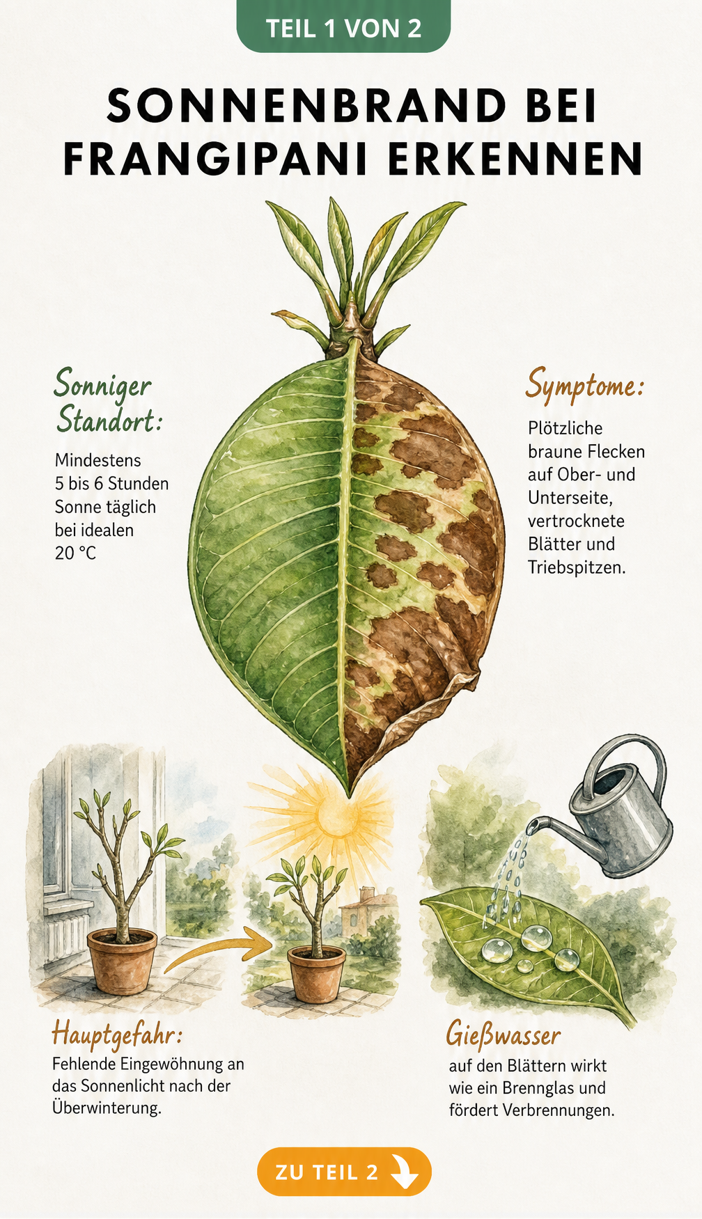 Illustration eines Frangipani-Blattes mit braunen Flecken durch Sonnenbrand und einer gesunden grünen Seite