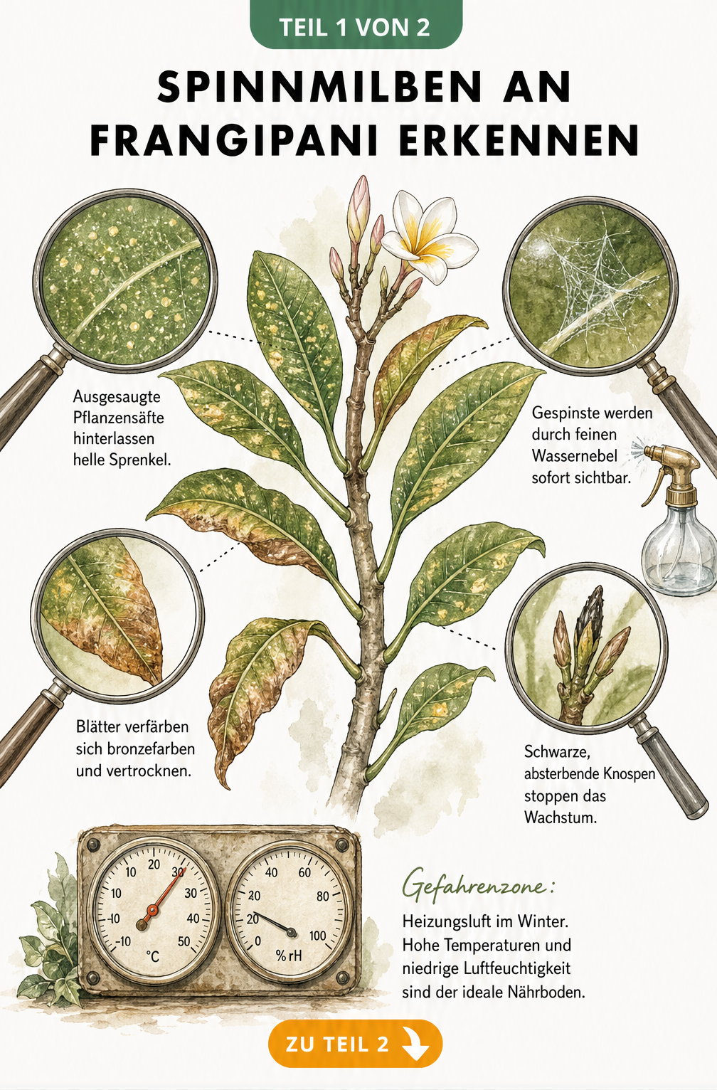 Illustration eines Frangipani-Triebs mit Lupen, die Spinnmilben-Schäden wie helle Sprenkel, Gespinste und verfärbte Blätter zeigen.