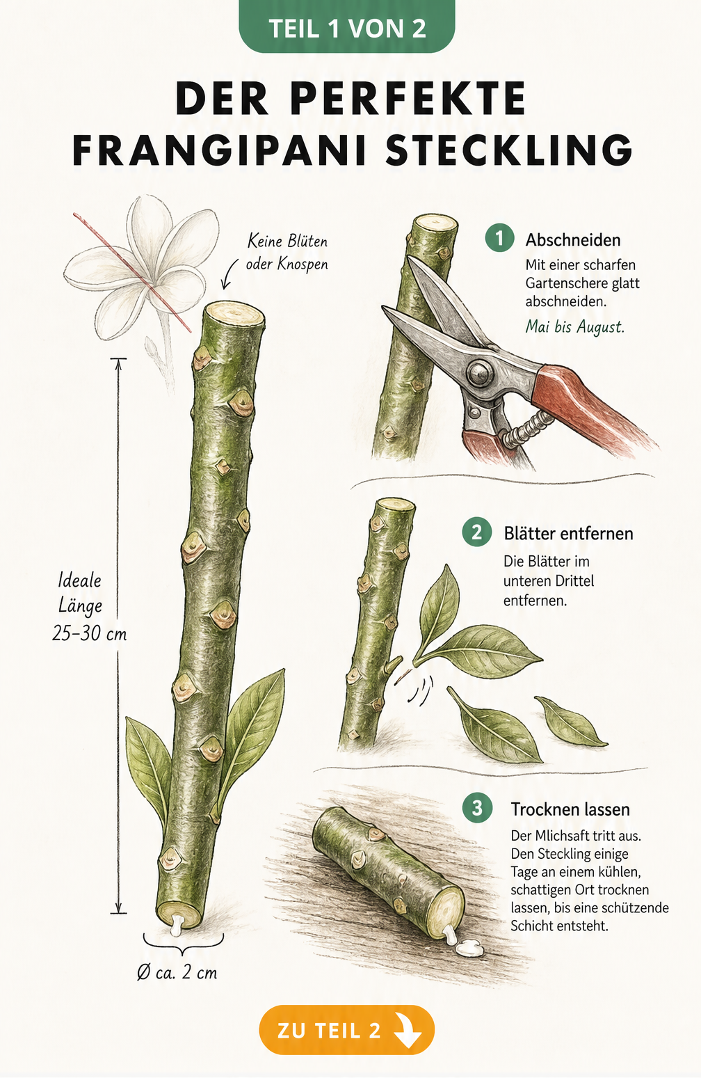 Illustration eines Frangipani-Stecklings mit Maßangaben und Vorbereitungsschritten