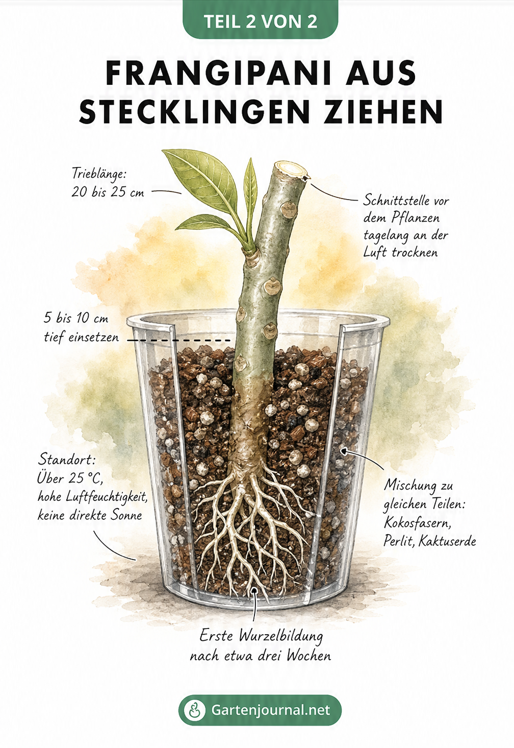 Querschnitt eines Pflanztopfes mit einem Frangipani-Steckling, der neue Wurzeln in speziellem Substrat bildet