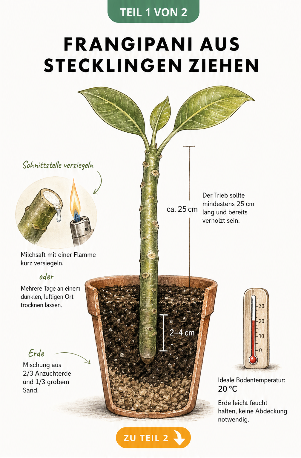 Botanische Illustration eines Frangipani-Stecklings im Querschnitt eines Tontopfs mit Maßangaben zur Pflanztiefe und Bodentemperatur