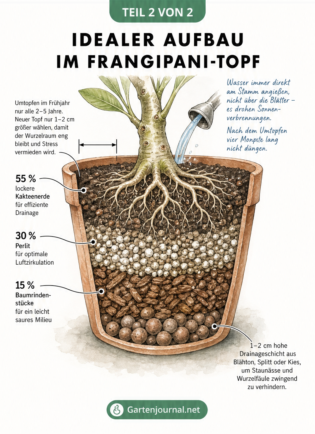 Querschnitt eines bepflanzten Terrakottatopfs mit Frangipani, der Drainageschicht und Substratmischung zeigt