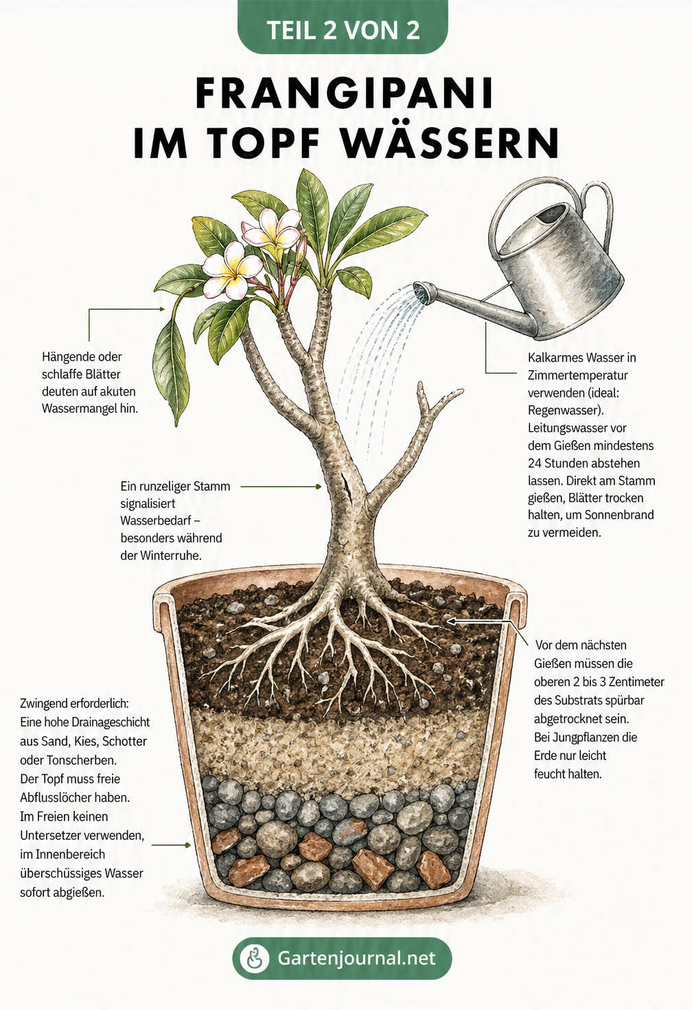 Schnittzeichnung einer Frangipani im Topf mit Hinweisen zu Gießtechnik, Substrat und Warnsignalen bei Wassermangel