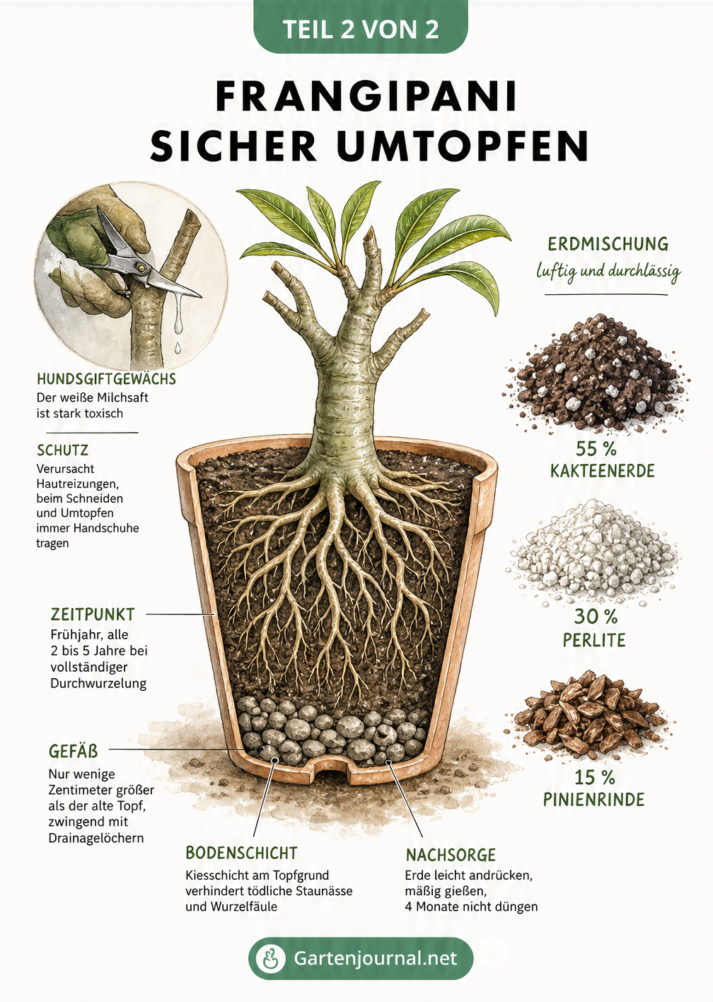 Querschnitt eines Pflanztopfes mit einer Frangipani, der die Erdschichten und Wurzeln zeigt, daneben die ideale Erdmischung