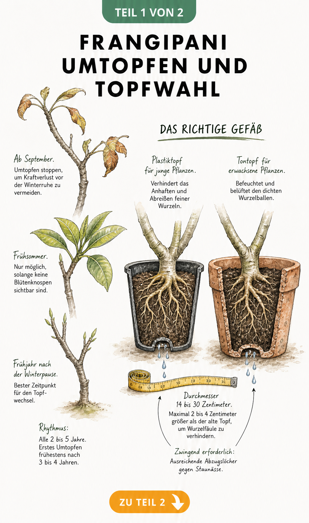Botanische Illustration eines Frangipani-Zweiges im Jahresverlauf und Schnittzeichnung zweier Pflanztöpfe zur Wahl des richtigen Gefäßes.