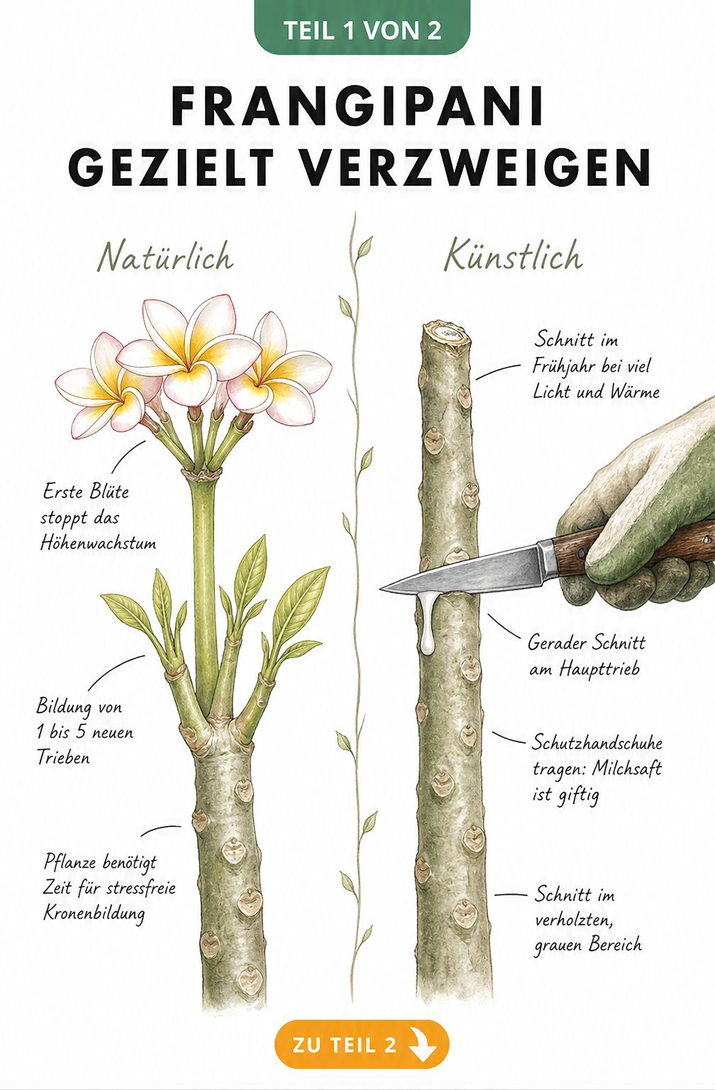 Illustration der natürlichen und künstlichen Verzweigung einer Frangipani mit Blüte und Schnitt am Haupttrieb