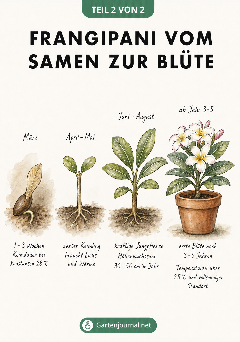 Wachstumsverlauf einer Frangipani vom Samen über den Keimling bis zur blühenden Pflanze