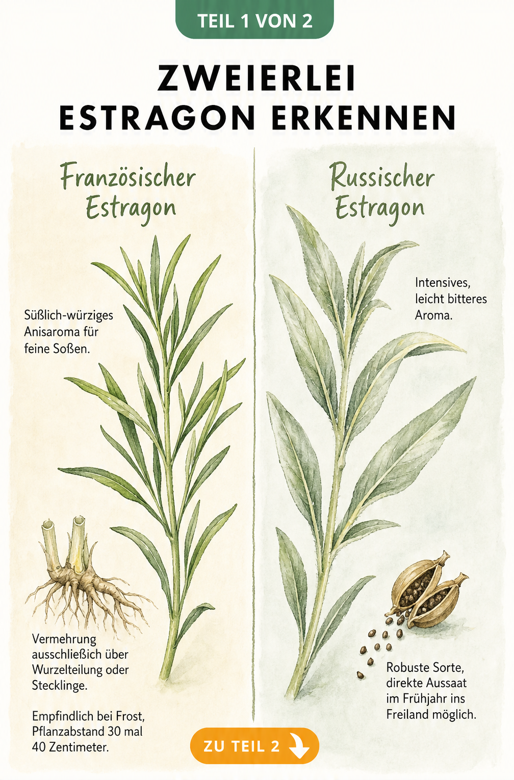 Botanische Illustration von Französischem und Russischem Estragon im Vergleich