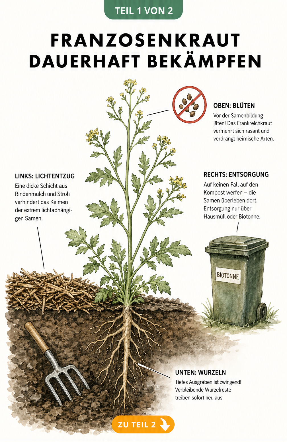 Querschnitt eines Gartenbeets mit Franzosenkraut, das tiefes Wurzelwerk und Blüten zeigt, sowie Methoden zur Bekämpfung wie Jäten, Ausgraben, Mulchen und...