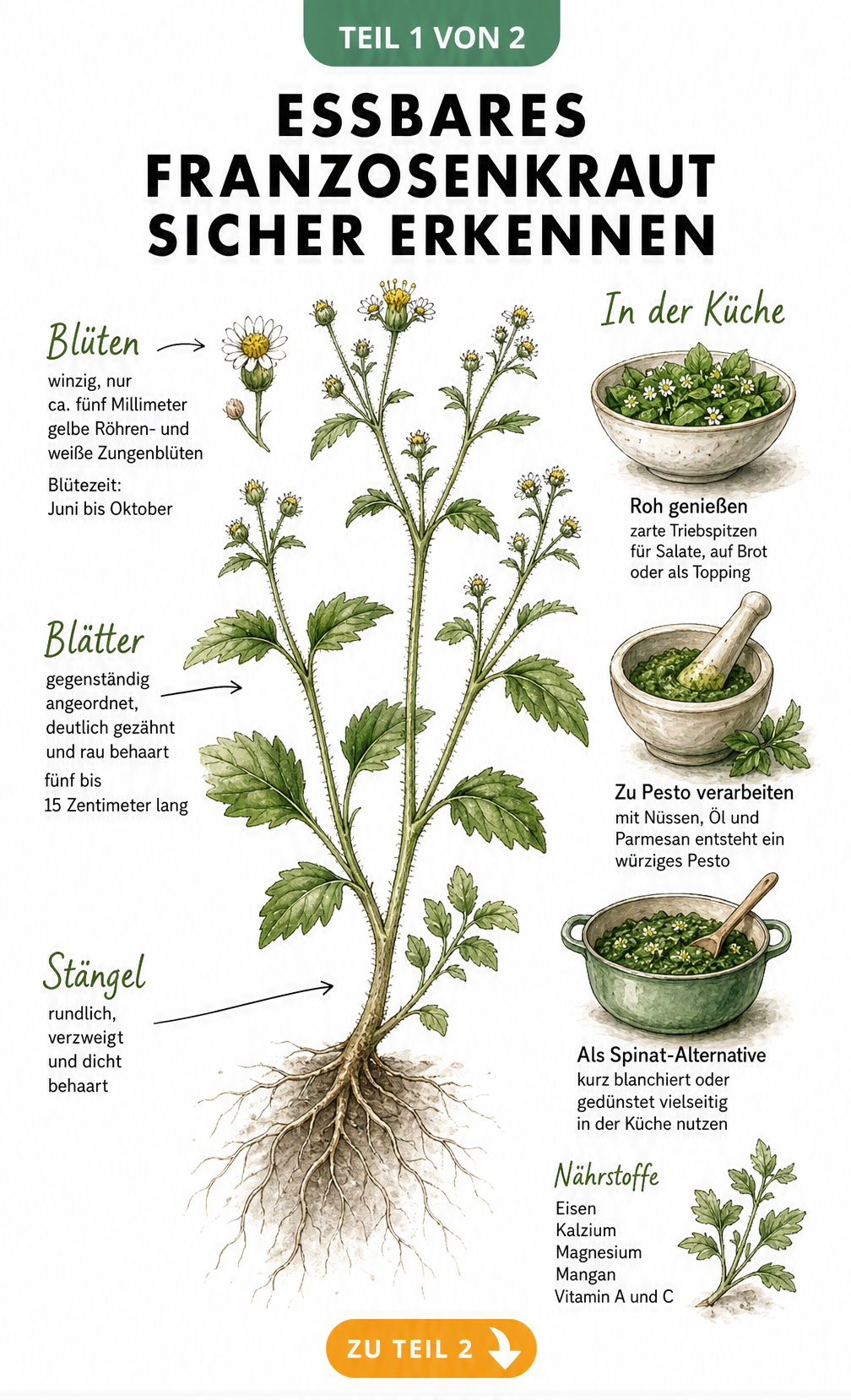 Botanische Illustration von Franzosenkraut mit Details zu Blüten, Blättern und Stängel sowie Vignetten zur kulinarischen Nutzung als Salat, Pesto und Spinat.