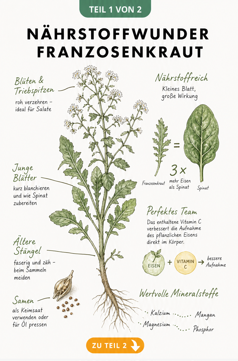 Botanische Illustration von Franzosenkraut mit Hinweisen zur Essbarkeit der Pflanzenteile und Nährwertvergleich mit Spinat