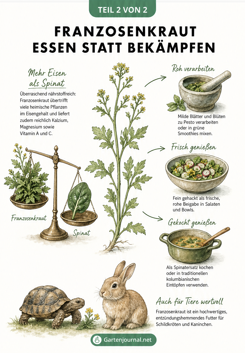 Zweig des Franzosenkrauts neben einer Nährstoff-Waage, die es mit Spinat vergleicht, sowie Küchenutensilien für die Zubereitung als Pesto, Salat oder Eintopf...