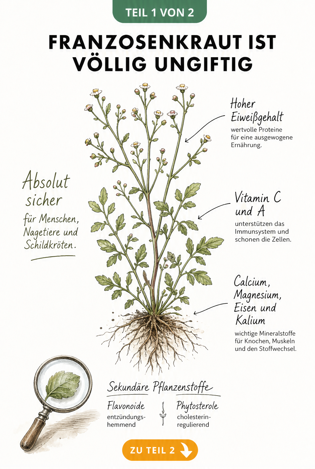 Botanische Illustration von Franzosenkraut mit Nährwerten und Inhaltsstoffen