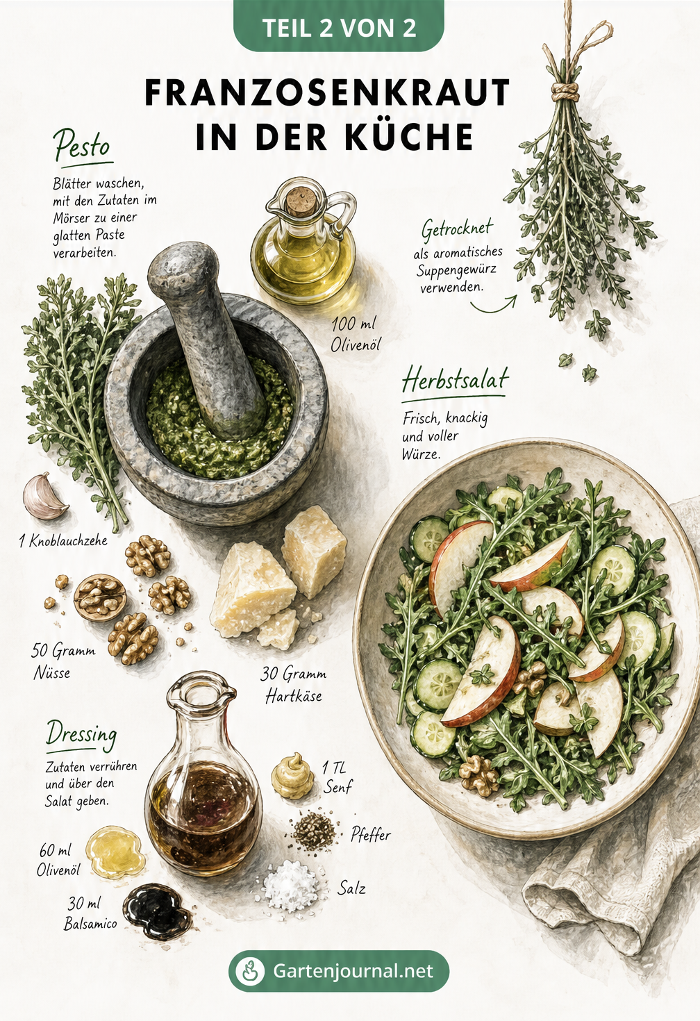 Illustration einer Küchenarbeitsfläche mit Zutaten für Franzosenkraut-Pesto und herbstlichen Salat