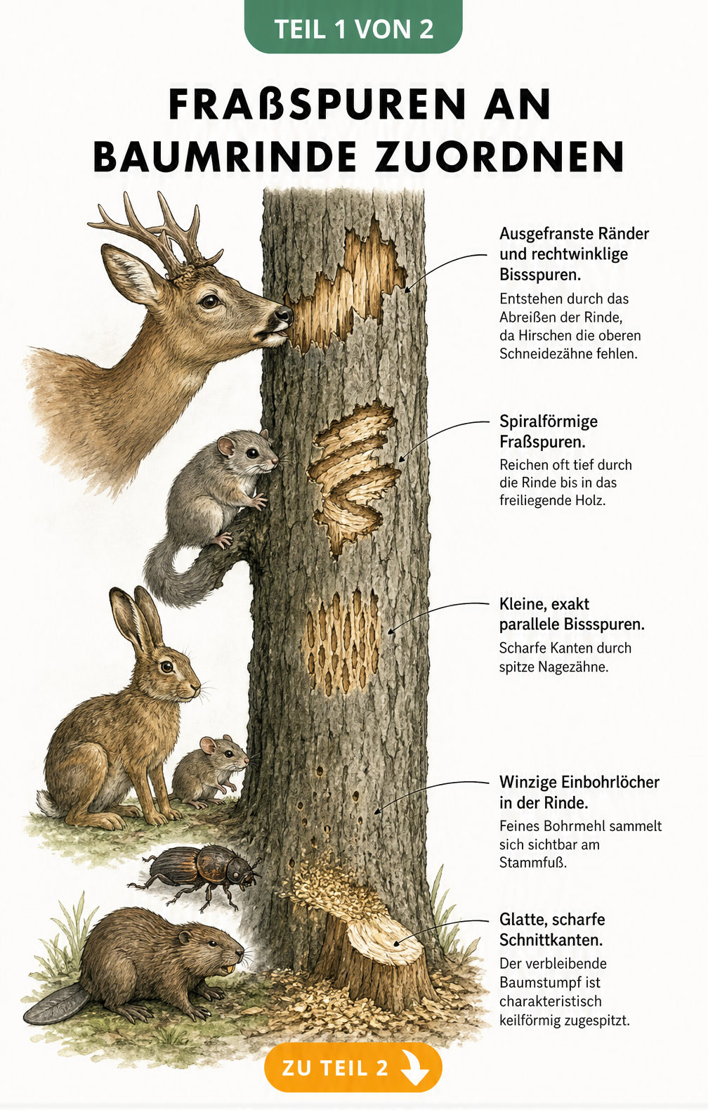 Illustration eines Baumstamms mit verschiedenen Fraßspuren von Tieren wie Hirsch, Siebenschläfer, Hase, Maus, Borkenkäfer und Biber
