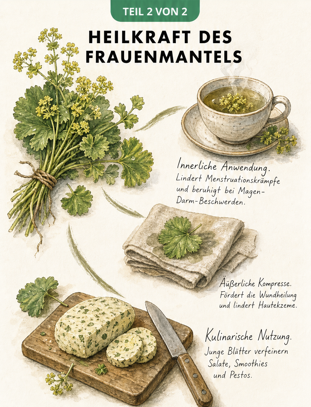 Illustration von Frauenmantel-Anwendungen: Teetasse, Kompresse und Kräuterbutter