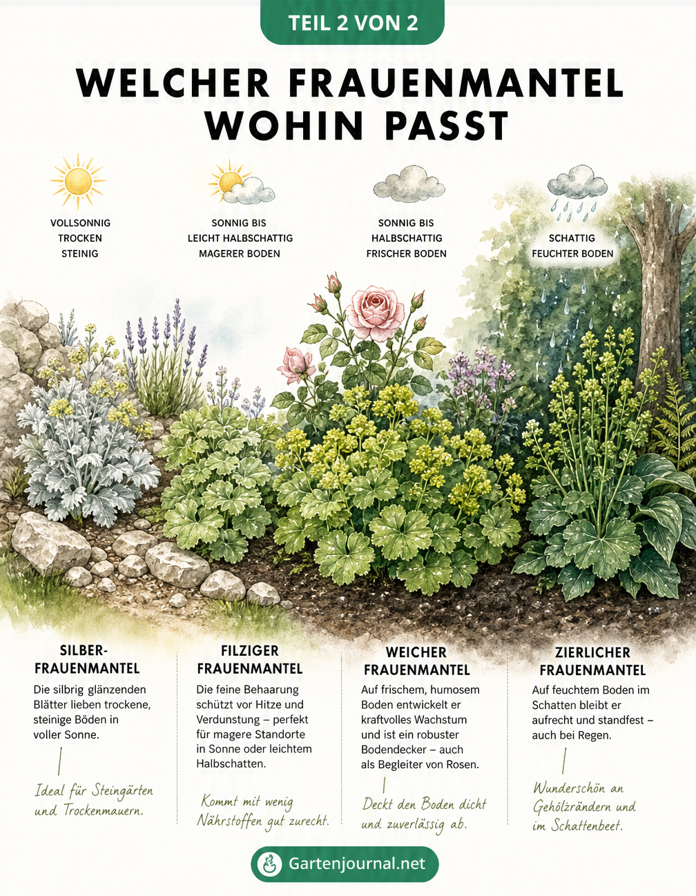 Gartenbau-Skizze eines Beetes mit verschiedenen Frauenmantel-Arten in unterschiedlichen Mikroklimata