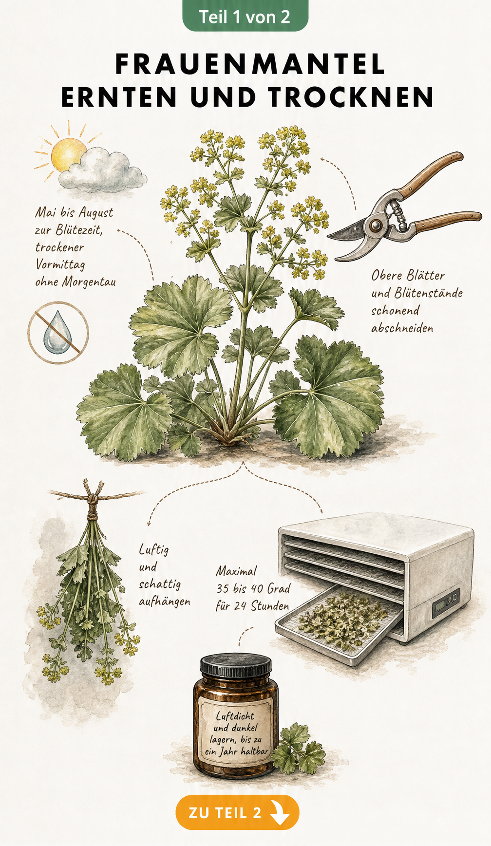 Botanische Illustration zum Ernten und Trocknen von Frauenmantel mit Hinweisen zu Erntezeit, Schnitt und Trocknungsmethoden