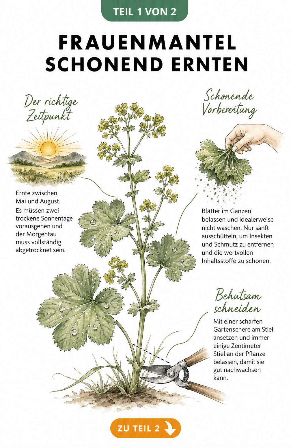 Botanische Illustration einer Frauenmantel-Pflanze mit Hinweisen zu Erntezeitpunkt und Schnitttechnik