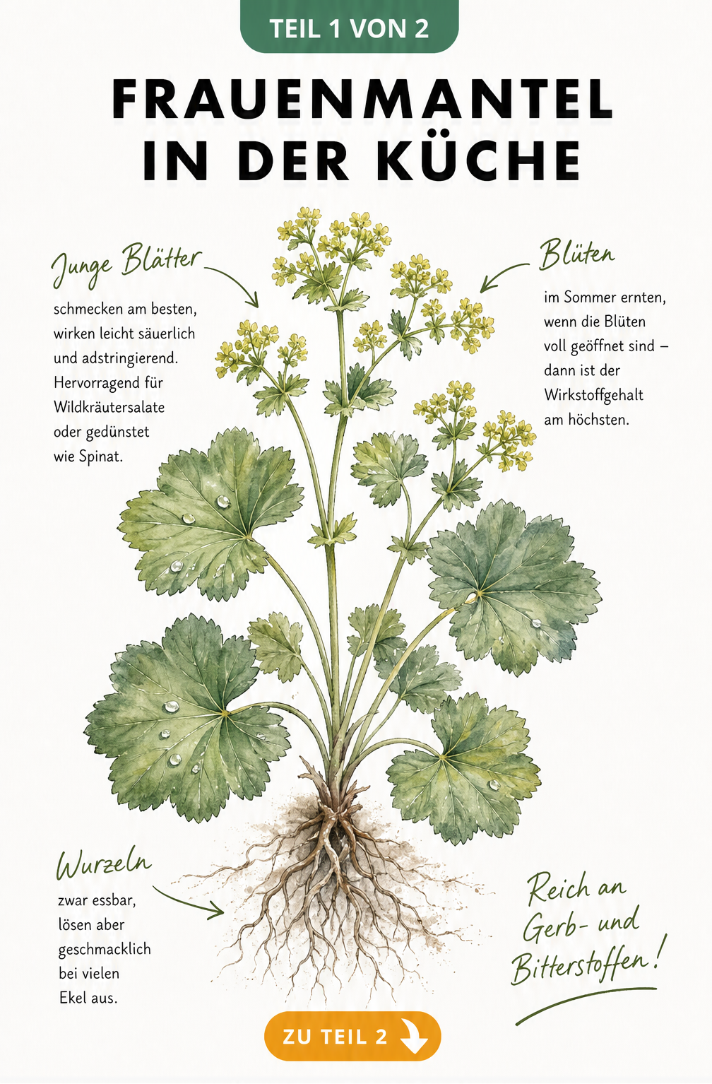 Botanische Illustration eines Frauenmantels mit Wurzeln, Blättern und Blüten sowie Hinweisen zur Essbarkeit