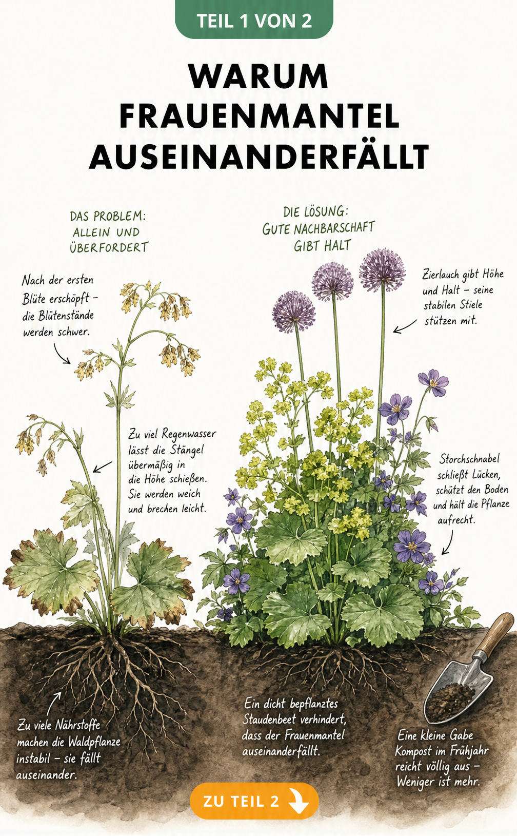 Botanische Illustration: Ein auseinanderfallender Frauenmantel durch Erschöpfung, Regen und Überdüngung im Vergleich zu einer kompakten Pflanze im dichten...