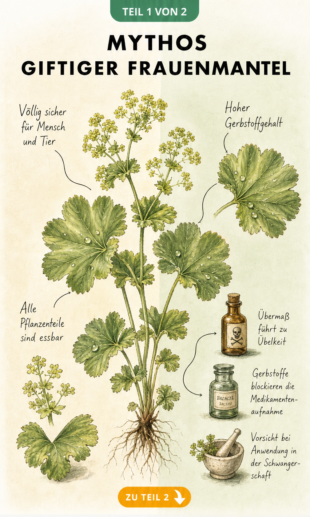 Botanische Illustration eines Frauenmantels mit Hinweisen zur Unbedenklichkeit und Vorsicht bei hohem Gerbstoffgehalt