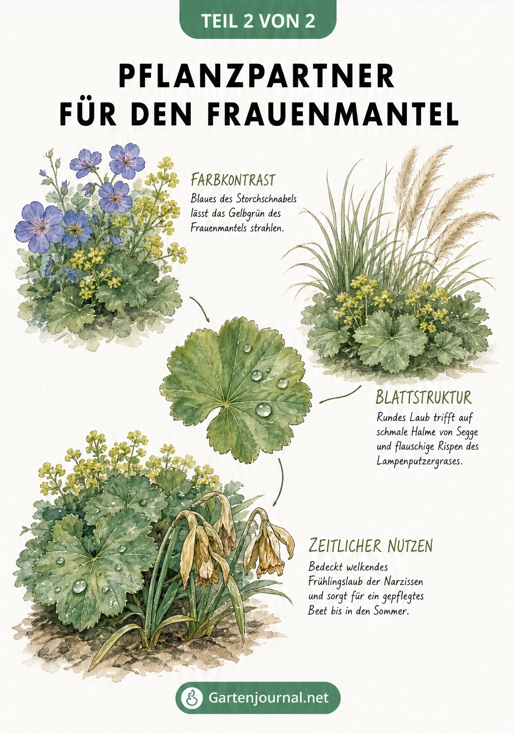Botanische Studie: Frauenmantel kombiniert mit Storchschnabel, Segge, Lampenputzergras und verblühten Narzissen