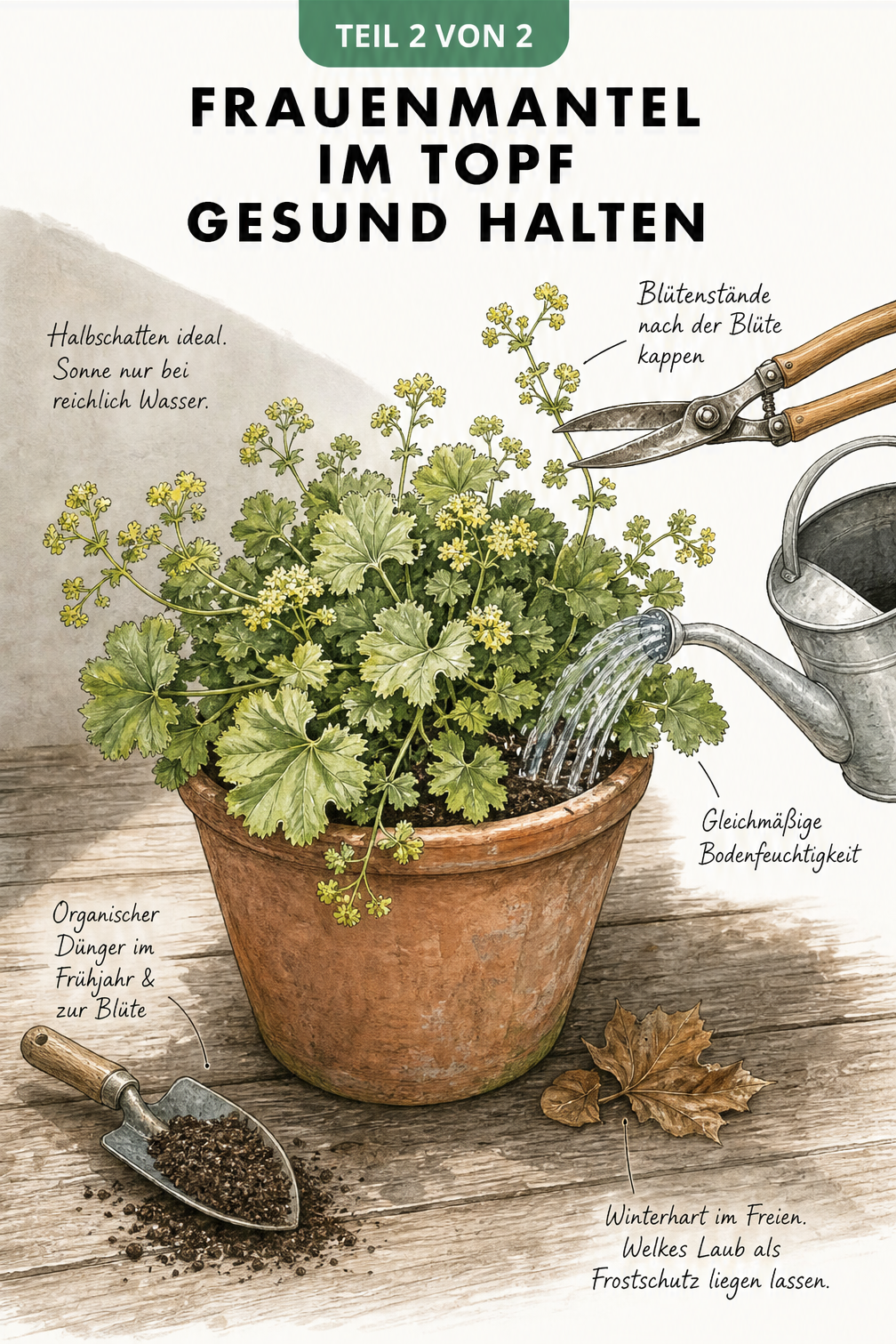 Illustration eines Frauenmantels im Terrakotta-Topf mit Gießkanne, Dünger und Gartenschere zur Pflege