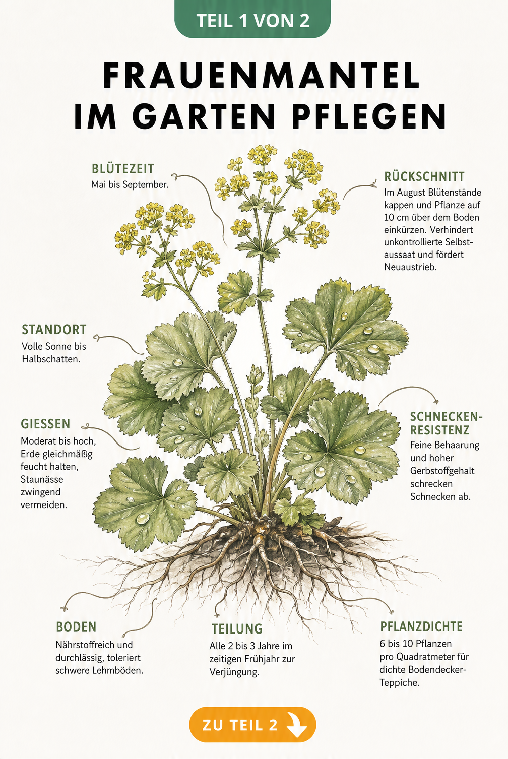 Botanische Illustration eines Frauenmantels mit Pflegehinweisen zu Standort, Boden, Gießen und Rückschnitt