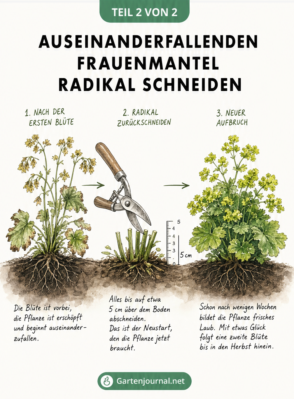 Aquarell-Skizze: Ein erschöpfter Frauenmantel wird mit einer Gartenschere auf 5 cm zurückgeschnitten und treibt danach wieder buschig und blühend aus.