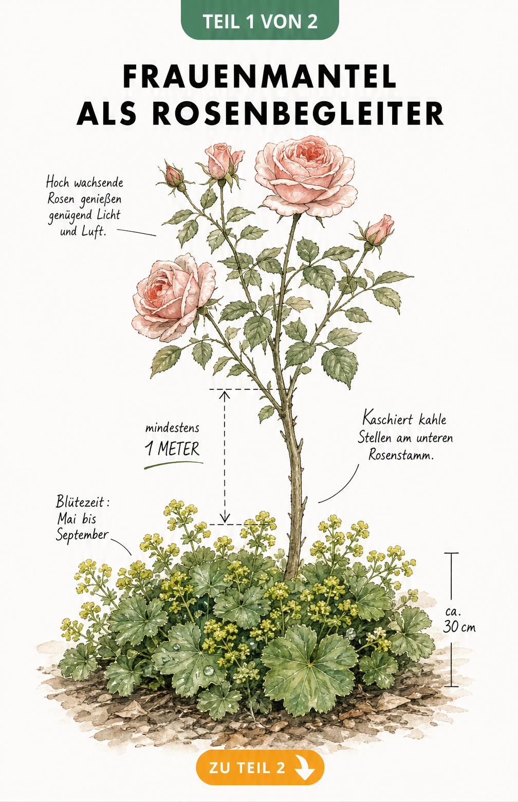 Botanische Schnittzeichnung: Frauenmantel als Begleitpflanze für eine hochgewachsene Rose mit 1 Meter Pflanzabstand