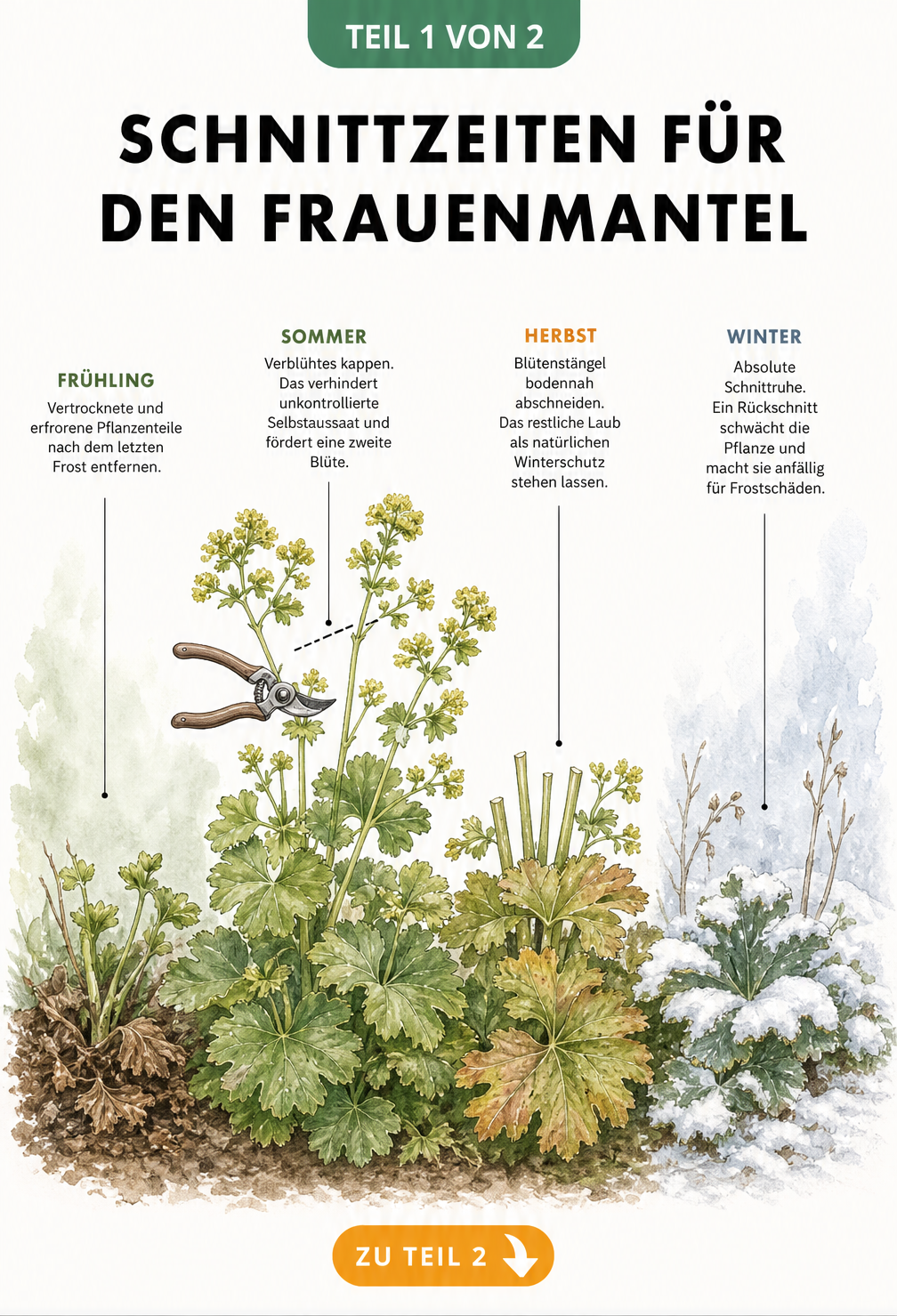 Botanische Illustration eines Frauenmantels im Jahresverlauf mit Schnittzeiten für Frühling, Sommer, Herbst und Winter