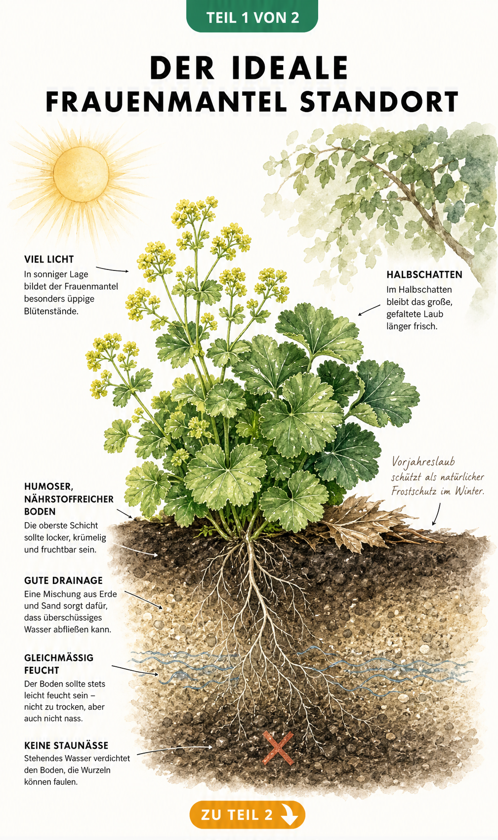 Botanische Illustration eines Frauenmantels im Erd-Querschnitt, die Lichtzonen und Bodenstruktur zeigt