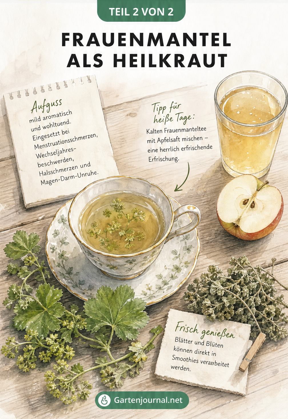 Illustration einer Teetasse mit Frauenmanteltee, frischen Zweigen und Apfelsaft auf einem Holztisch