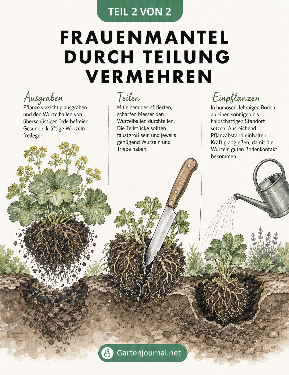 Garten-Skizze zur Vermehrung von Frauenmantel durch Teilung mit Freilegen, Schnitt und Einpflanzen